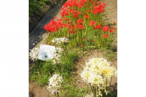 袖ケ浦公園内万葉植物園の白と赤の彼岸花