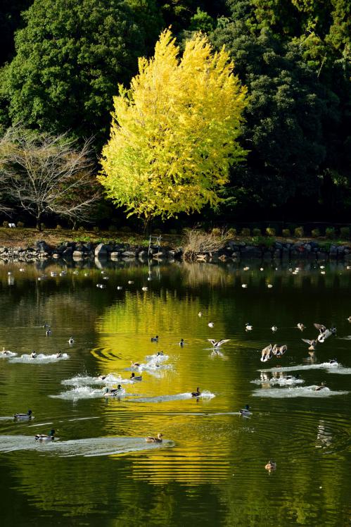 袖ケ浦公園上池の秋の彩り