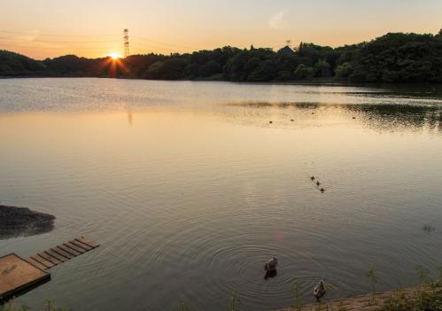 上池の夜明けの写真