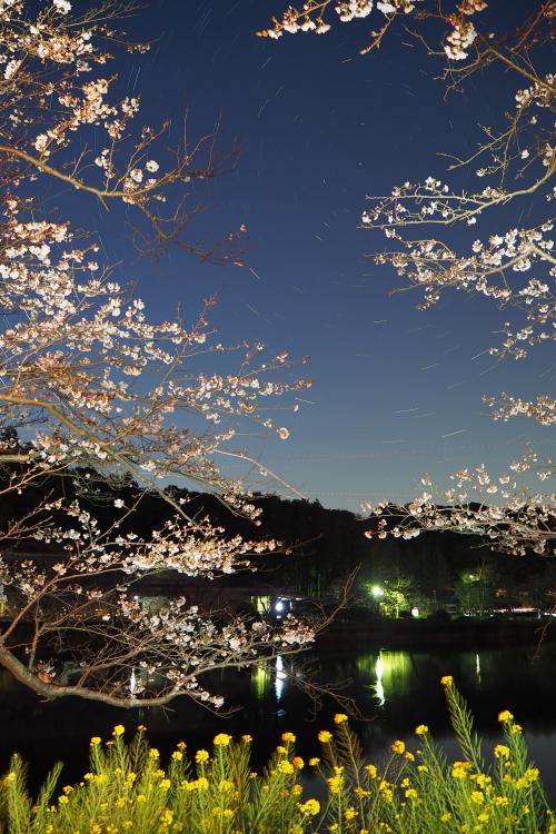 夜桜を楽しみましたの写真