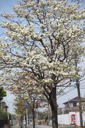 「街路樹のハナミズキが咲きました。」の写真1枚目