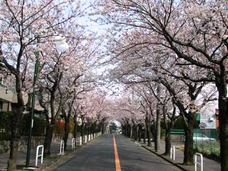 街路樹・グリーンベルト等の維持管理・桜のアーチの写真