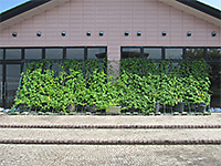 ゴーヤの苗を植えてから約6週間後の緑のカーテン全体の写真