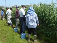 第26回、受講生がエンドウ豆を収穫している様子の写真