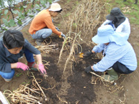 第28回、受講生がニンニクの収穫をしている様子の写真