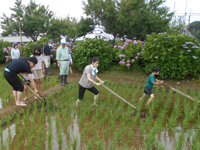 公募家族が田んぼの草取りをしている様子の写真