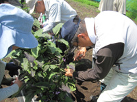 第30回、受講生が茄子のわき芽取りをしている様子の写真