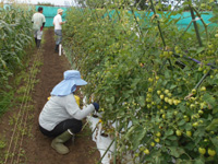第31回、受講生がミニトマトの収穫をしている様子の写真