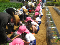 中川幼稚園の園児達が管理組合員とさつまいもの苗植えをしている様子の写真