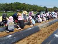 吉野田保育所の園児達がさつまいもの苗植えをしている様子の写真