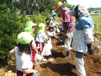長浦保育園の園児達がじゃがいも掘りをしている様子の写真
