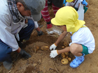 ユーカリ保育園の園児が管理組合員とじゃがいも掘りをしている様子の写真