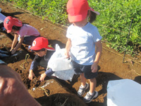根形保育所の園児達がさつまいも掘りをしている様子の写真