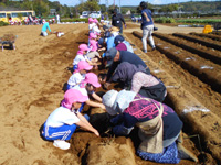 中川幼稚園の園児達が管理組合員とさつまいも掘りをしている様子の写真