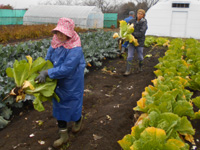 第41回、受講生が白菜の収穫をしている様子の写真