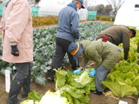 第12回、受講生が白菜の収穫をしている様子の写真