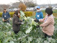 第12回、受講生がブロッコリーの収穫をしている様子の写真