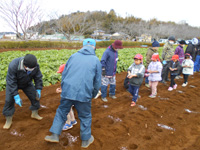 久保田保育所の園児達が種芋を持って畑に入っていく様子の写真
