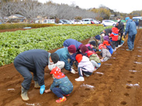 久保田保育所の園児達が種芋を植えている様子の写真