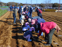 平川保育所の園児達が種芋を植えている様子の写真
