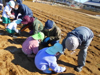 ユーカリ保育園の園児達が種芋を植えている様子の写真