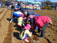 さつき幼稚園の園児達が種芋を植えている様子の写真