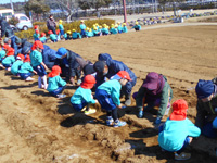 桜が丘幼稚園の園児達が種芋を植えている様子の写真