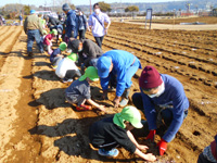 福王台保育所の園児達が種芋を植えている様子の写真