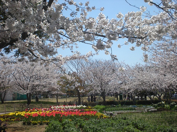袖ケ浦公園の桜のの画像
