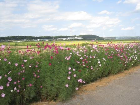 広域農道花の植栽の写真