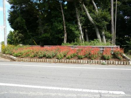 飯富蔵波台線沿線の花壇の写真