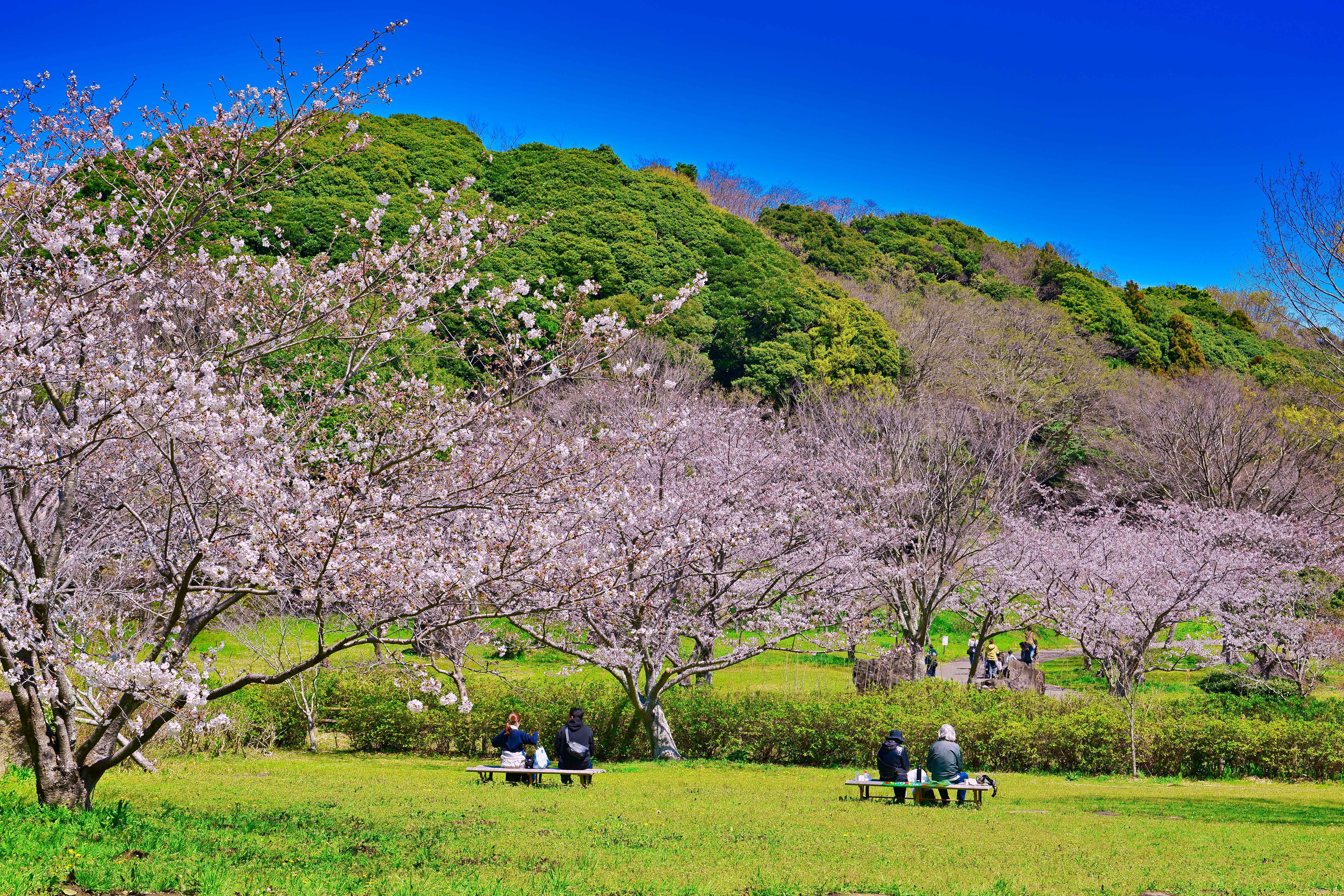 四季の彩りのなかで深呼吸できる、袖ケ浦の画像