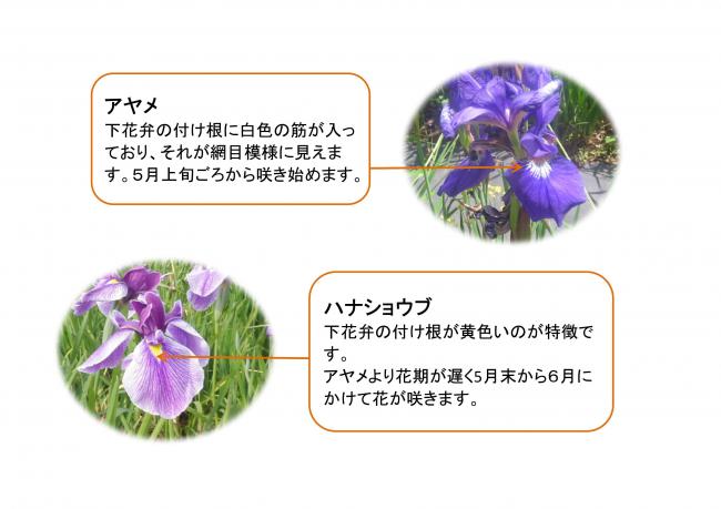 アヤメは花弁の付け根が網目状、ハナショウブは花弁の付け根が黄色いのが特徴です。