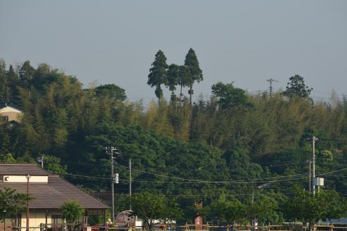 トトロと名付けられて親しまれている木の写真