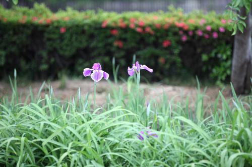 花ショウブ（2輪）の写真