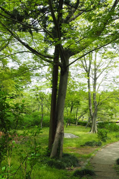 袖ケ浦公園の展望台入り口付近にある珍しい木の写真