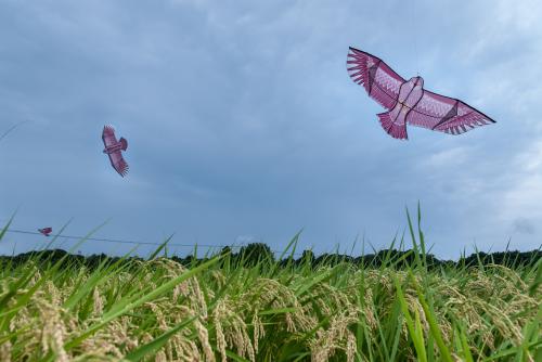 タカの形をした凧が空を舞う様子