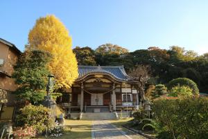 初冬を彩る寺院の銀杏の写真1