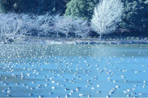 袖ケ浦公園上池で日向ぼっこをするカモの写真