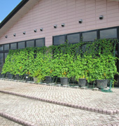 農業センター緑のカーテン設置写真