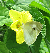 ゴーヤ（ニガウリ）の黄色い花にモンシロチョウが蜜を吸いに来ている写真