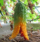ゴーヤ（ニガウリ）の実が緑から濃い黄色に熟して割れ、中の赤い種が見える写真