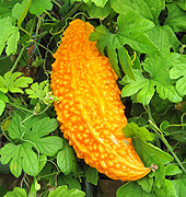 ゴーヤ（ニガウリ）の実が、緑色の葉の中で黄色く熟した様子の写真