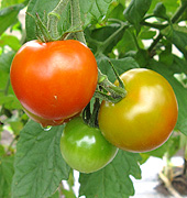 講習会で植えたトマトの写真
