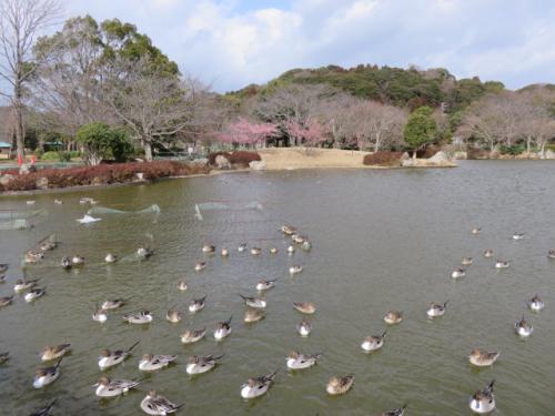 早咲きの桜