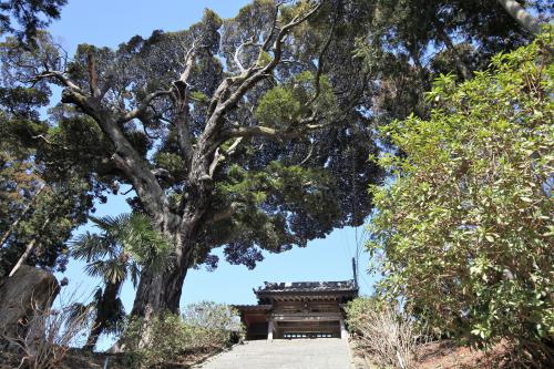 延命寺の椎の木の写真