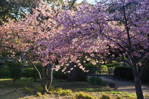 河津桜