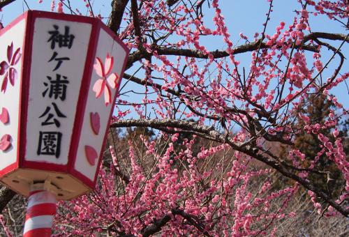 白やピンクの花を咲かせる梅