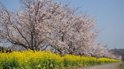 桜と菜の花のコラボの写真