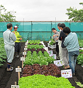 住化農業資材の新品種レタス栽培説明会実施の写真